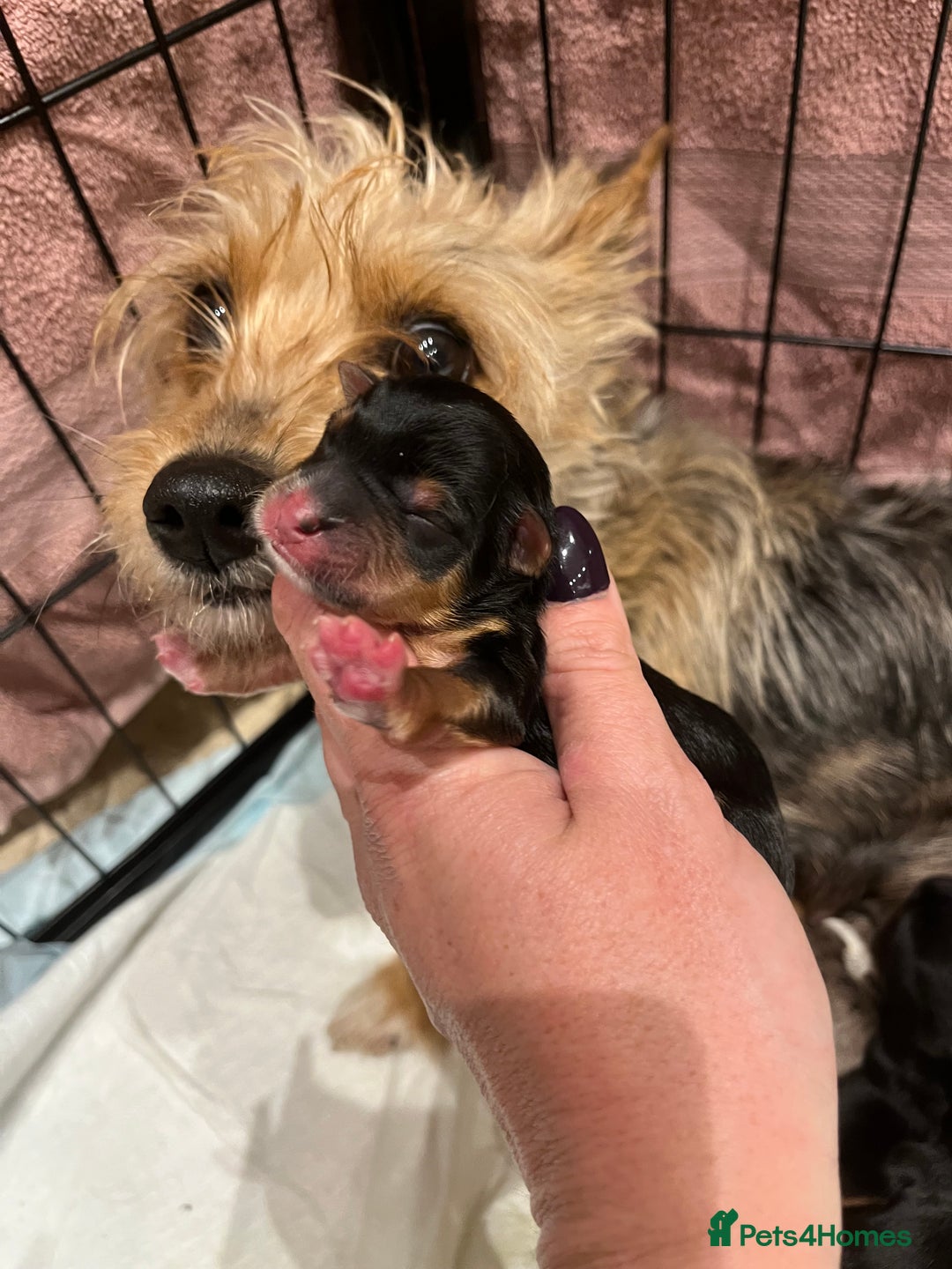Yorkshire Terrier dogs for sale: Stunning family raised puppys - Image 6