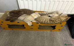 British Shorthair cats for sale: Beautiful British short hair kittens  - Advert 5