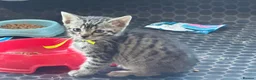 Bengal cats for sale: Mixed Bengal Breed  - Advert 26