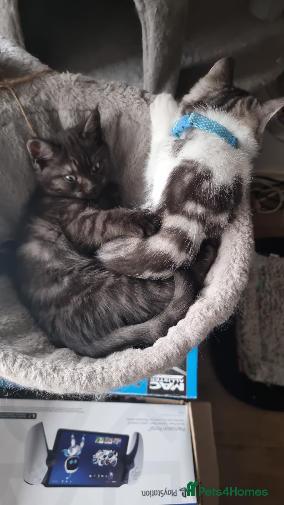 Mixed Breed cats for sale: A loveable Persian kitten - Advert 4