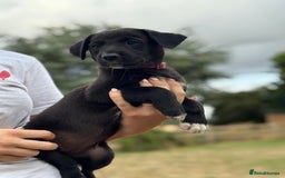 Borador dogs for sale: Beautiful intelligent Borderdors for sale  - Image 2