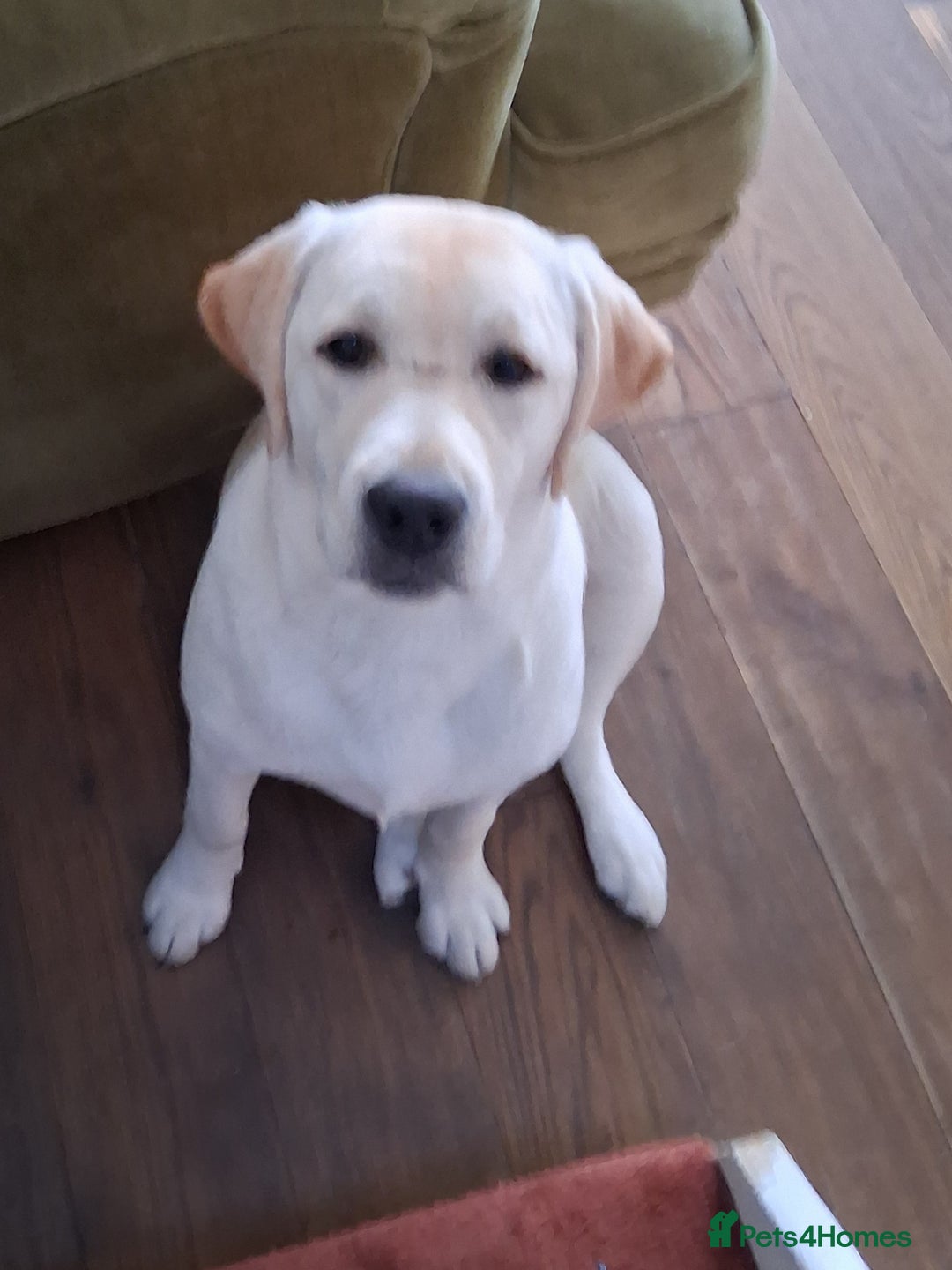 Labrador Retriever dogs for sale: Kc reg labrador retriever bitch - Image 1