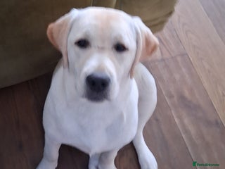 Labrador Retriever dogs - Advert 32