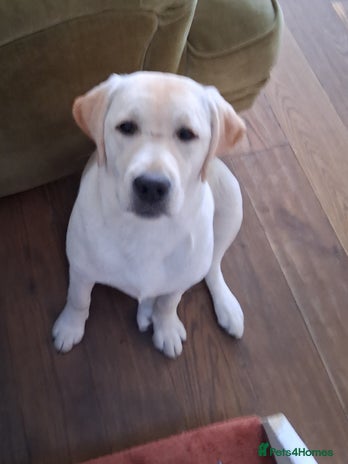 Labrador Retriever dogs - Advert 4