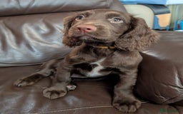 Cocker Spaniel dogs for sale: Last girl looking for forever home. - Image 6