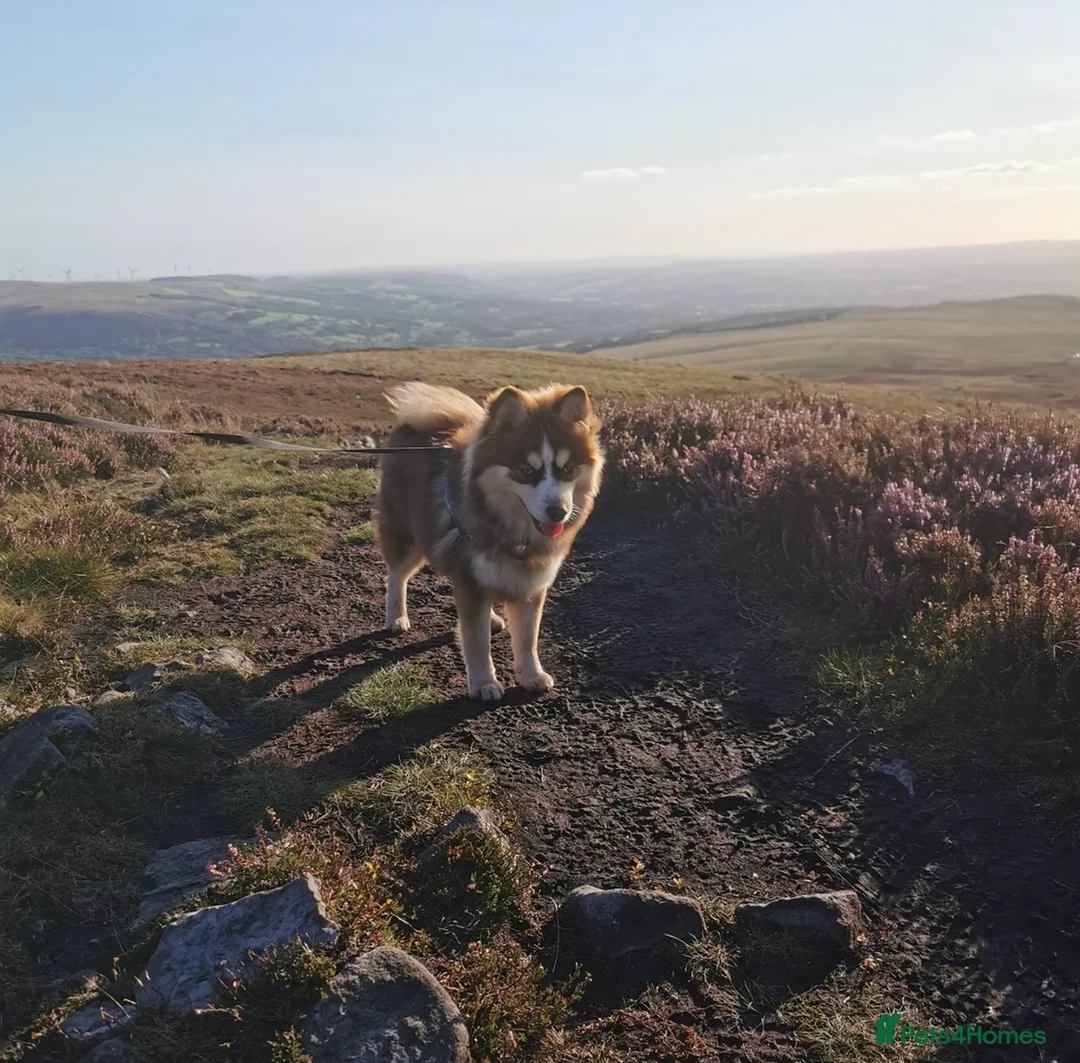 Pomsky dogs for stud: American Import Chocolate Pomsky for Stud in Ammanford - Advert 13