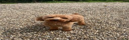 Toy Poodle dogs for stud: 🌹 RED TOY POODLE 9 INCH 2.8 KG HEALTH TESTED 🌹 in Romford - Advert 26