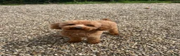 Toy Poodle dogs for stud: 🌹 RED TOY POODLE 9 INCH 2.8 KG HEALTH TESTED 🌹 in Romford - Advert 26