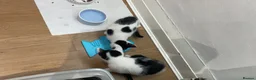 Domestic Shorthair cats for sale: 2 adorable kittens,comes with everything u need  in London - Advert 10