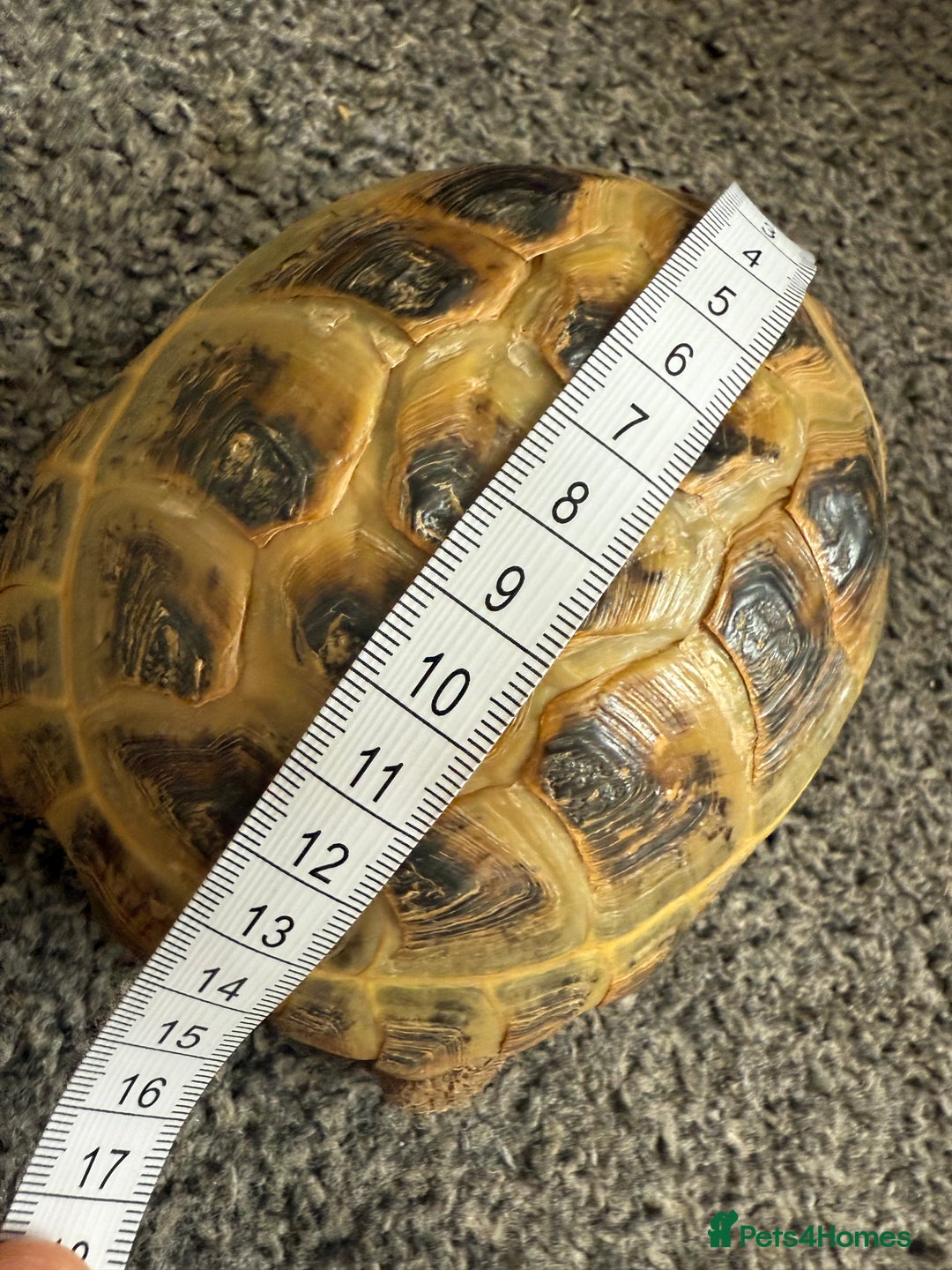 Tortoise reptiles for sale: Horsefield Russian Tortoise  - Image 8