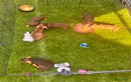 Miniature Dachshund dogs for sale: BEAUTIFUL MINI DACHSHUND PUPPIES  - Image 15
