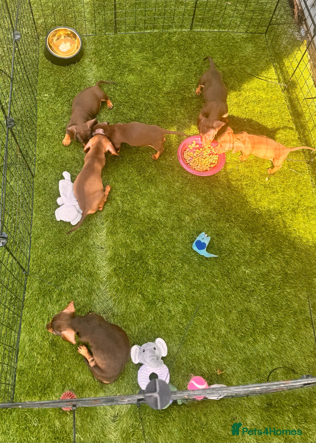 Miniature Dachshund dogs for sale: BEAUTIFUL MINI DACHSHUND PUPPIES  - Image 15