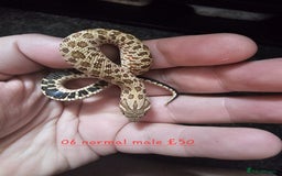Snake reptiles for sale: Western Hognose Snakes Cb25 - Image 11