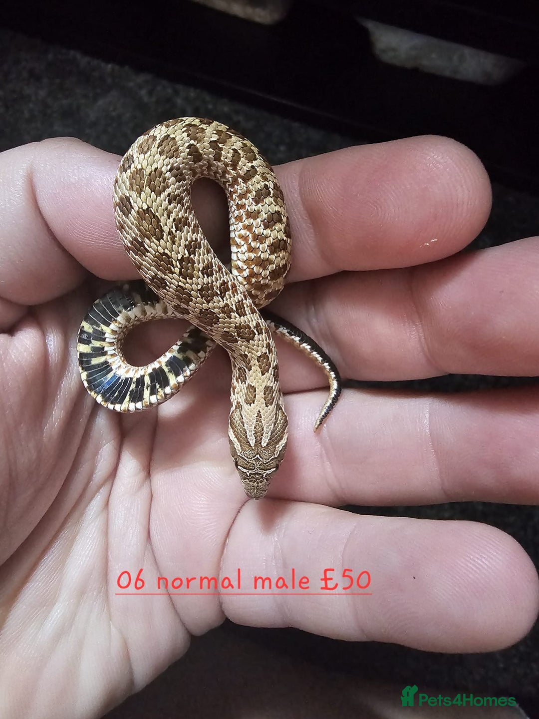 Snake reptiles for sale: Western Hognose Snakes Cb25 - Image 11
