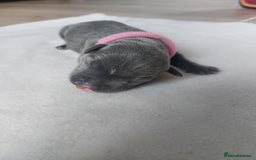 Staffordshire Bull Terrier dogs for sale: Blue Staffordshire Bull Terrier 🐶 Puppies 🐶 - Image 8