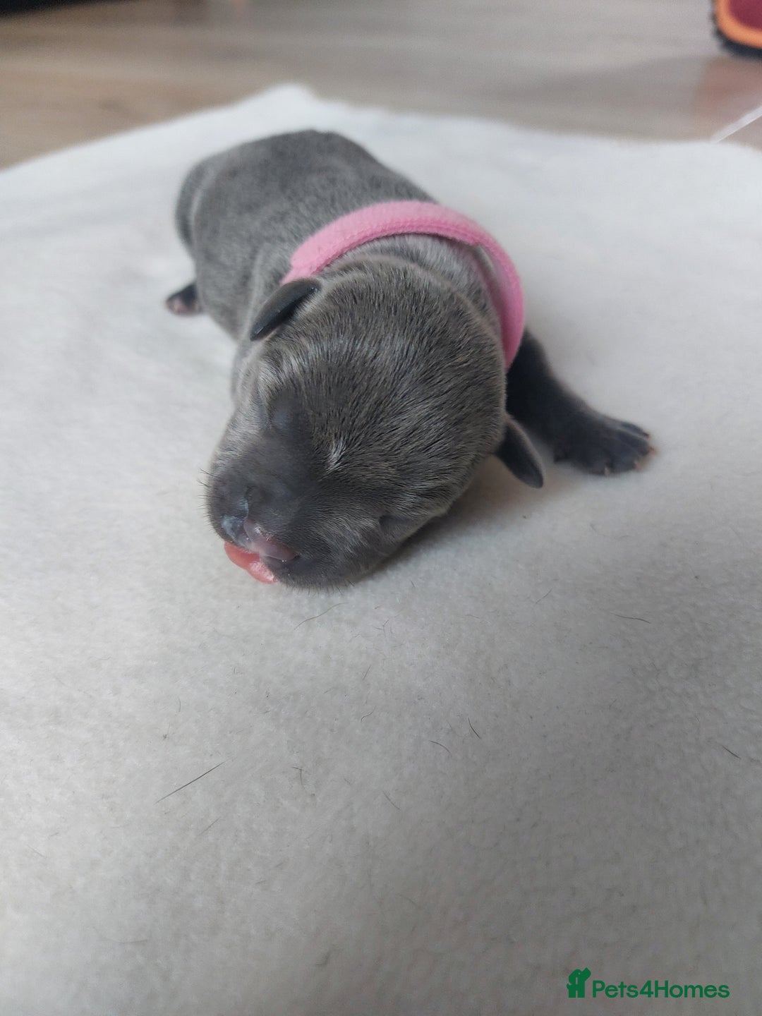 Staffordshire Bull Terrier dogs for sale: Blue Staffordshire Bull Terrier 🐶 Puppies 🐶 - Image 8