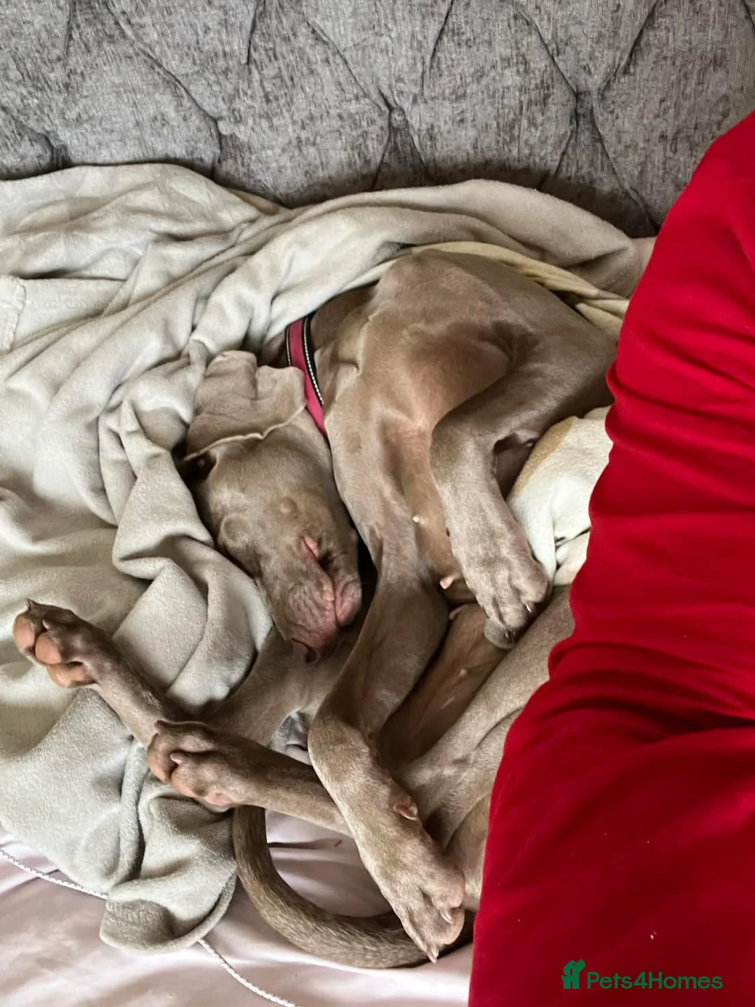 Weimaraner dogs for sale: Hallie  - Advert 11