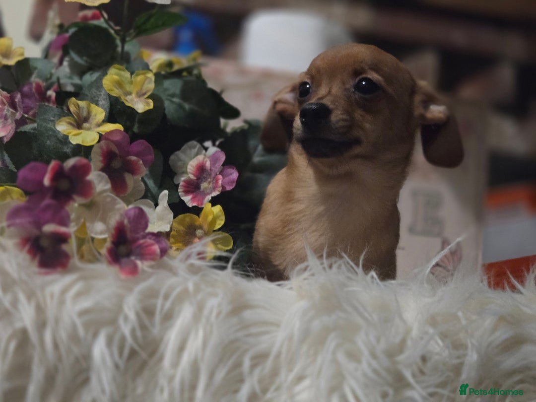 Mixed Breed dogs for sale: Pomweenies 💕💕 - Advert 9