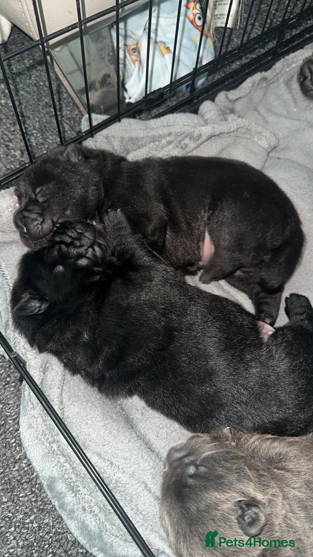 Shar Pei dogs for sale: Beautiful bear/brush coat shar peis  - Image 6