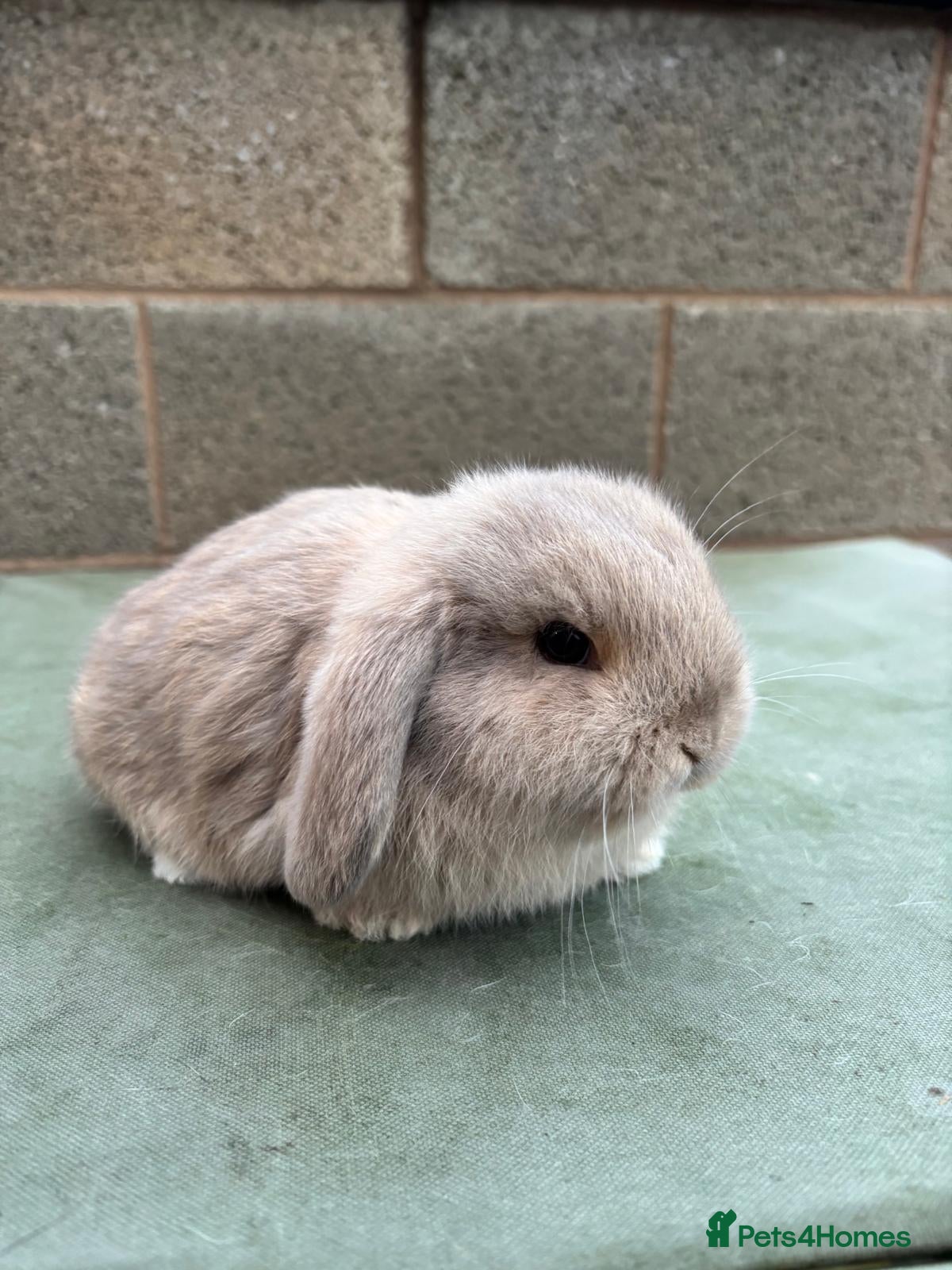 Mini Lop rabbits 1 Beautiful baby mini lop ready to reserve - Advert 2