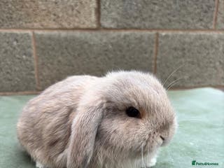 Mini Lop rabbits 1 Beautiful baby mini lop ready to reserve - Advert 3