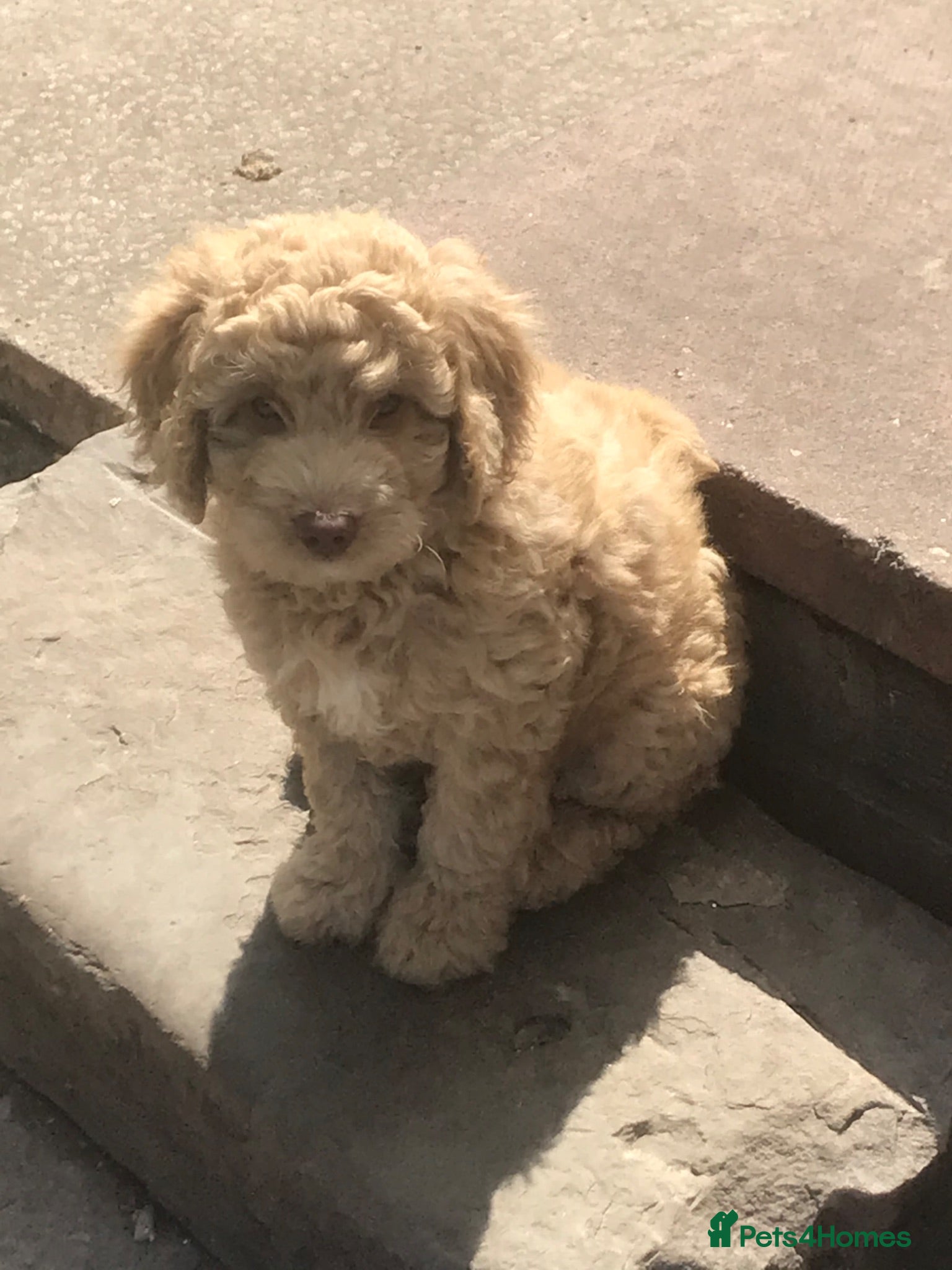 Australian Labradoodle dogs Miniature Australian labradoodles - Advert 1
