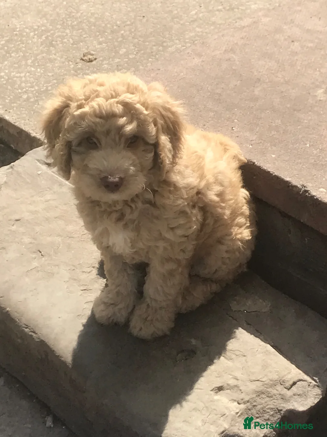 Australian Labradoodle dogs for sale: Miniature Australian labradoodles in Manchester - Advert 1