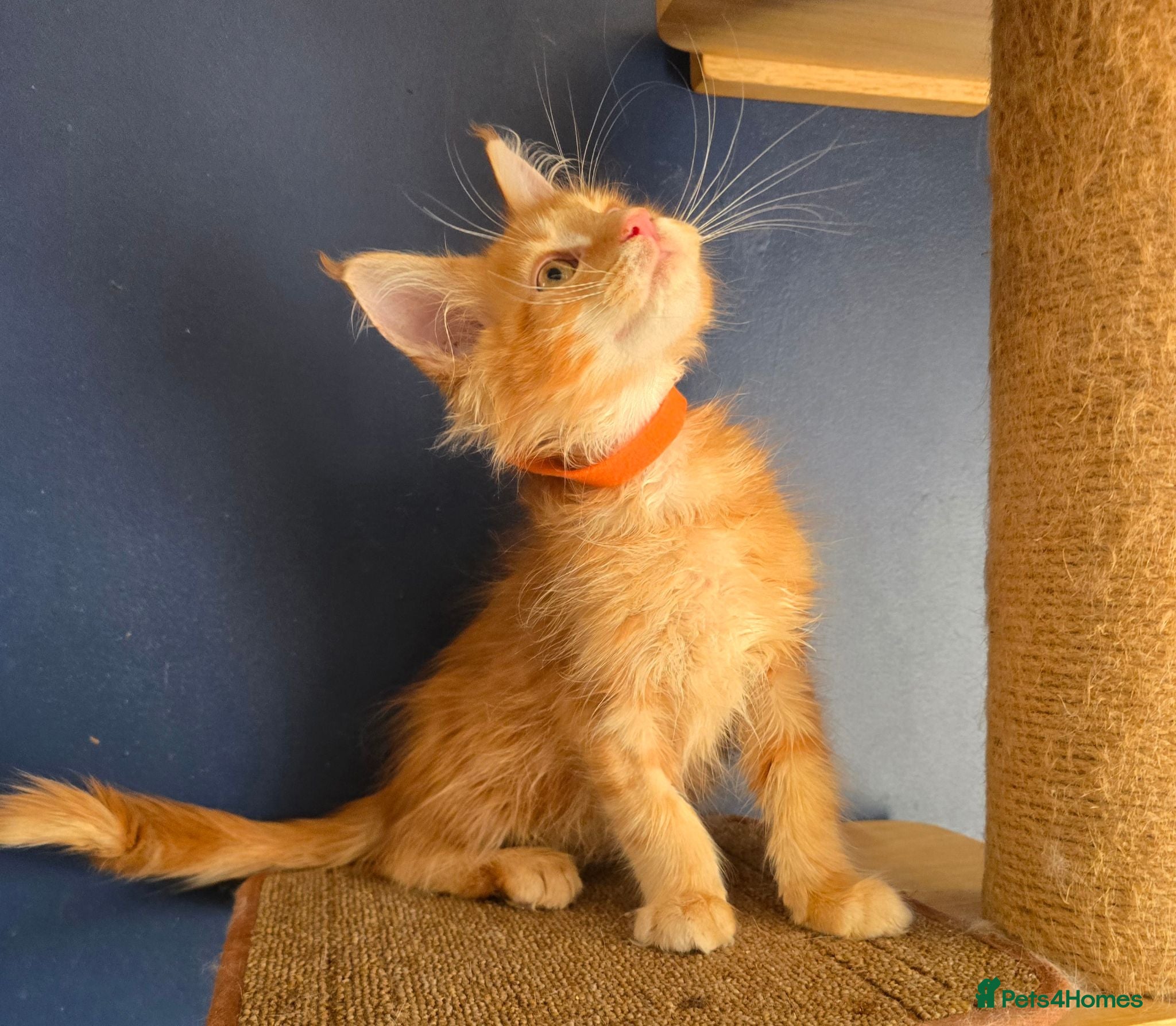 Maine Coon cats Tica MaineCoon  - Advert 2