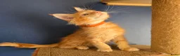 Maine Coon cats for sale: Tica MaineCoon  - Advert 1