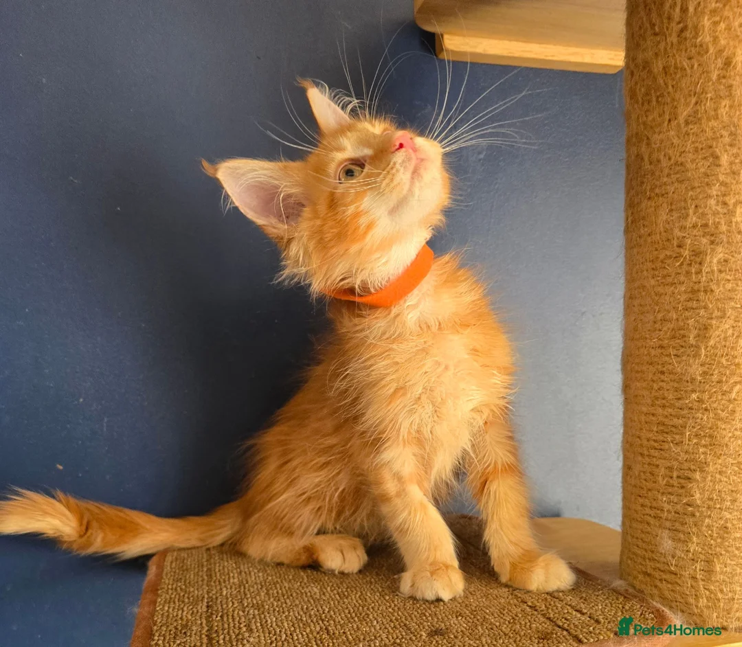 Maine Coon cats for sale: Tica MaineCoon  - Advert 1
