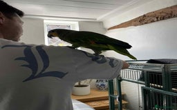 Parrots birds for sale: Stunning orange winged Amazon parrot with cage  - Image 2