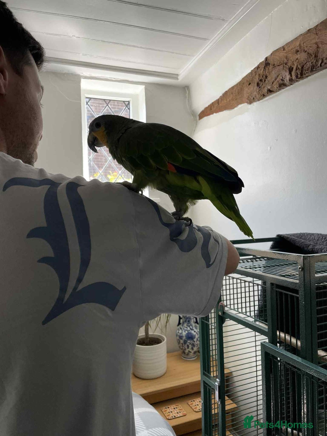 Parrots birds for sale: Stunning orange winged Amazon parrot with cage  - Image 2