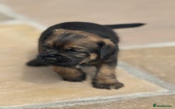 Border Terrier dogs for sale: Quality border terrier pups - Image 8