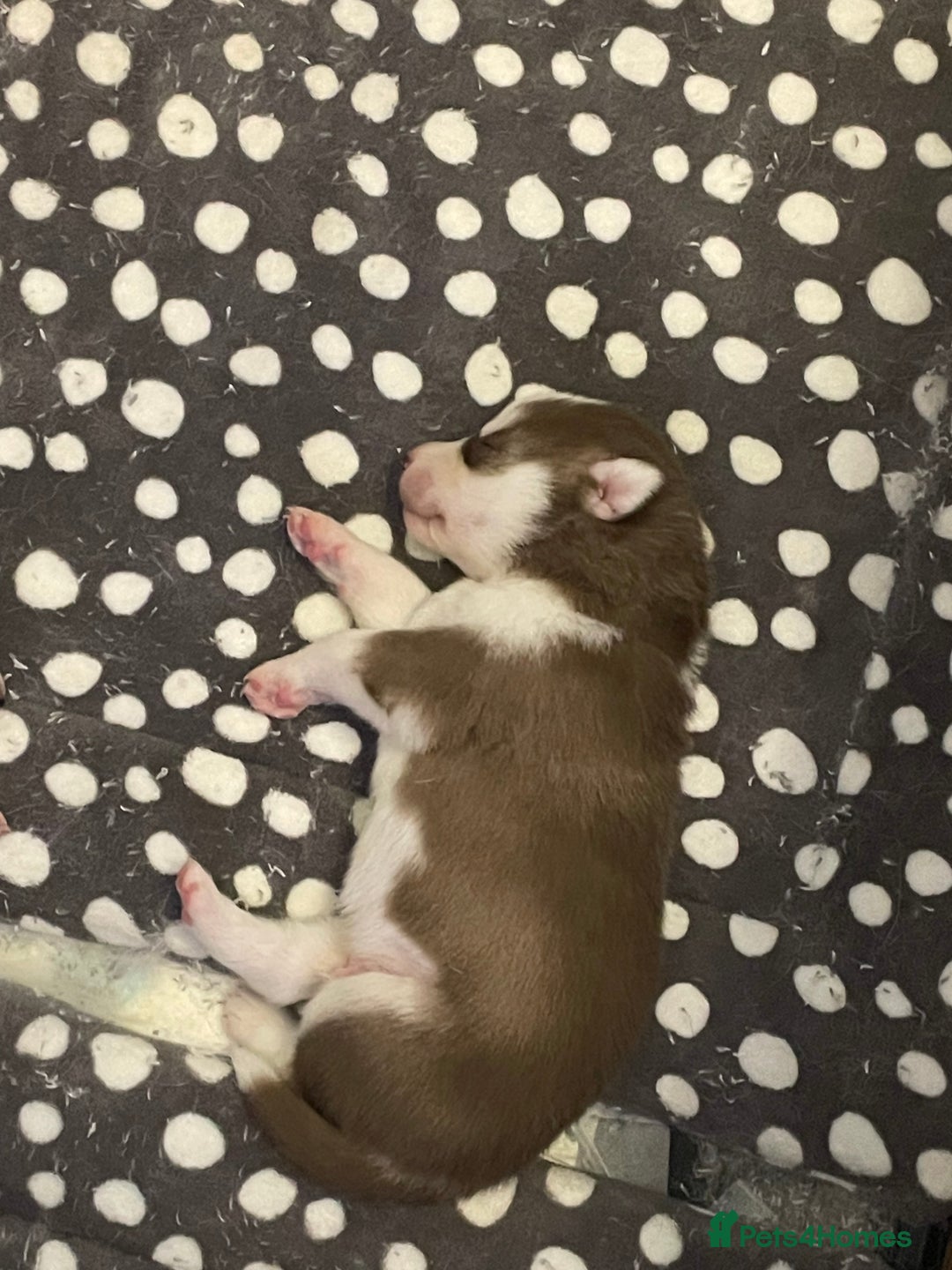 Siberian Husky dogs for sale: Stunning Siberian Husky Pups - Image 12
