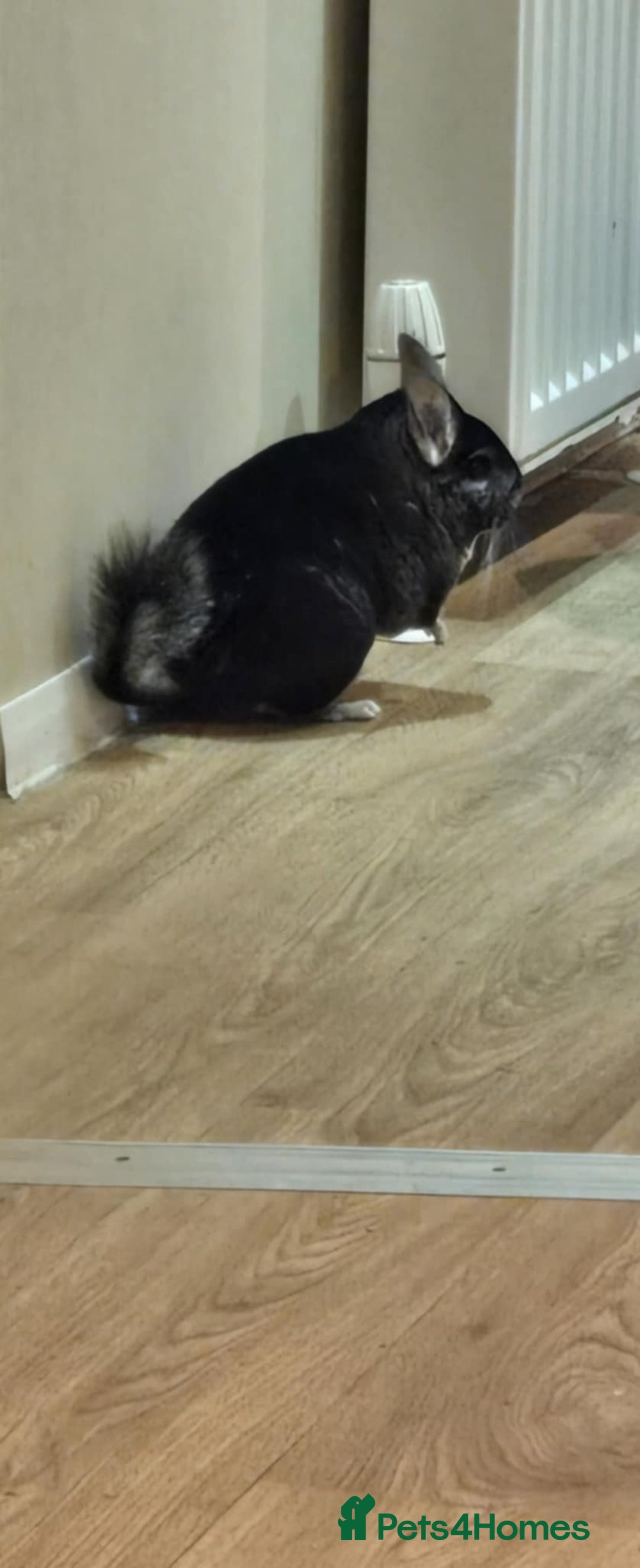Chinchilla rodents for sale: Male chinchilla for rehoming  free - Image 1