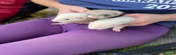 Ferret rodents for sale: 2 litters of ferret kits for sale in Holyhead - Advert 4