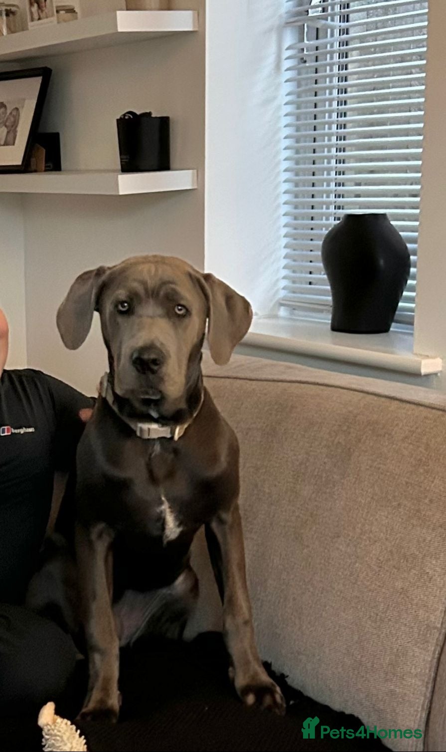 Cane Corso dogs Blue Cane Corso 6 Months old - Advert 6