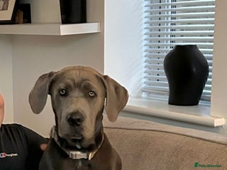 Cane Corso dogs - Advert 1