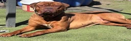 Mixed Breed dogs for sale: Dogue de Bordeaux x cane corso  - Advert 5