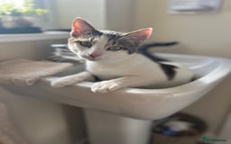 Domestic Shorthair cats for sale: Young male cat - Image 4