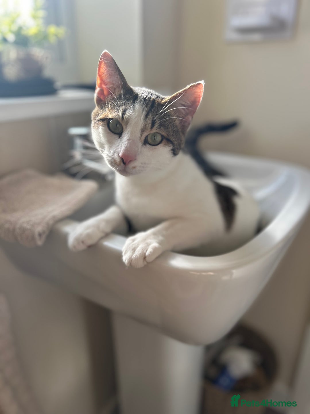 Domestic Shorthair cats for sale: Young male cat - Image 4