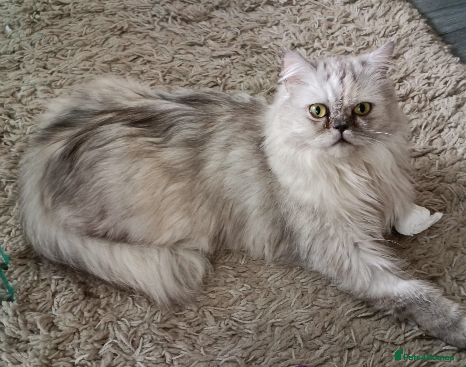 Persian cats Beautiful white and grey Persian  - Advert 15