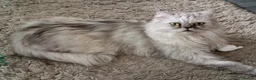 Persian cats for sale: Beautiful white and grey Persian  - Advert 1