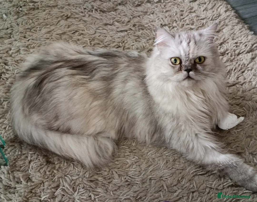 Persian cats for sale: Beautiful white and grey Persian  - Advert 1
