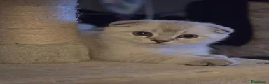 Scottish Fold Kitten 2