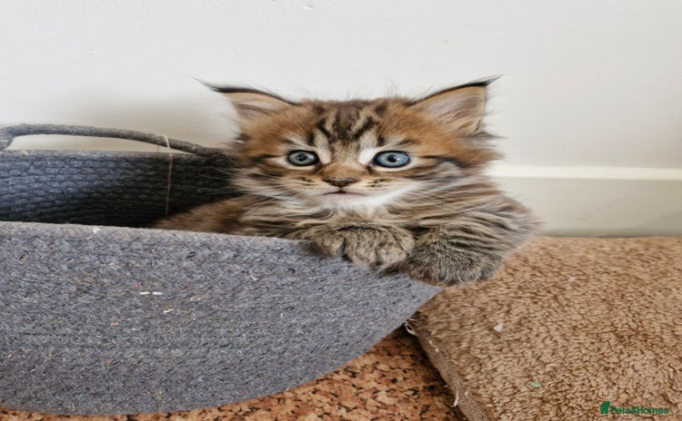 Maine Coon cats - Advert 1