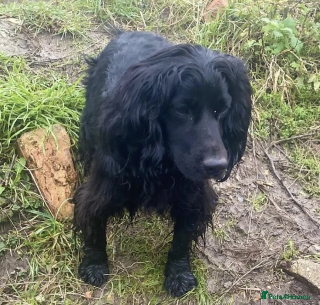 Cocker Spaniel dogs for stud: Proven amazing Stud dogs  in Chatteris - Advert 4