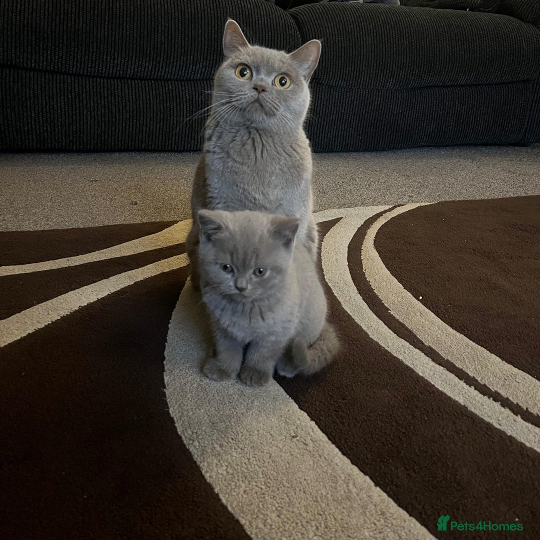 British Shorthair cats for sale: 1 beautiful BSH pedigree girl remaining🐾  - Advert 1