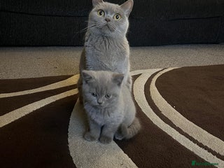 British Shorthair cats Pedigree beautiful BSH girls.9 weeks ready to go🐾 - Advert 1