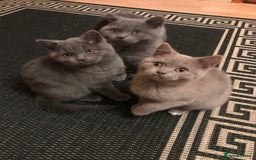 British Shorthair cats for sale: British Shorthair  - Image 6